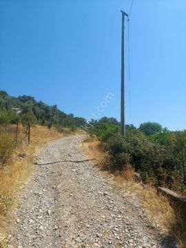 Çiniliköy'de Manzaralı Zeytinli Tarla Satılıktır - İZMİR KEMALPAŞA fotoğraf 3